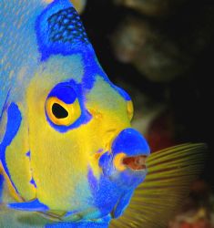 Queen Angelfish, Grand Cayman. by David Heidemann 